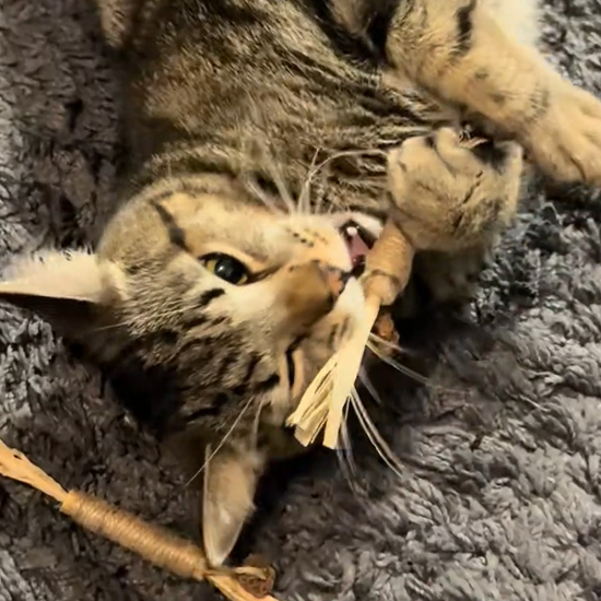 Cats enjoying Felivine silvervine sticks