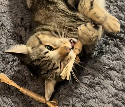 Cats enjoying Felivine silvervine sticks